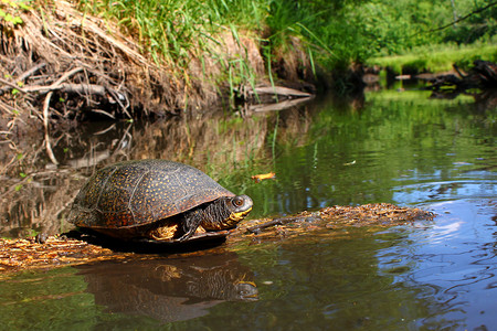 乌龟河白金海龟在日志上敲打生物学植被动物群溪流乌龟反射疱疹荒野森林爬行动物背景