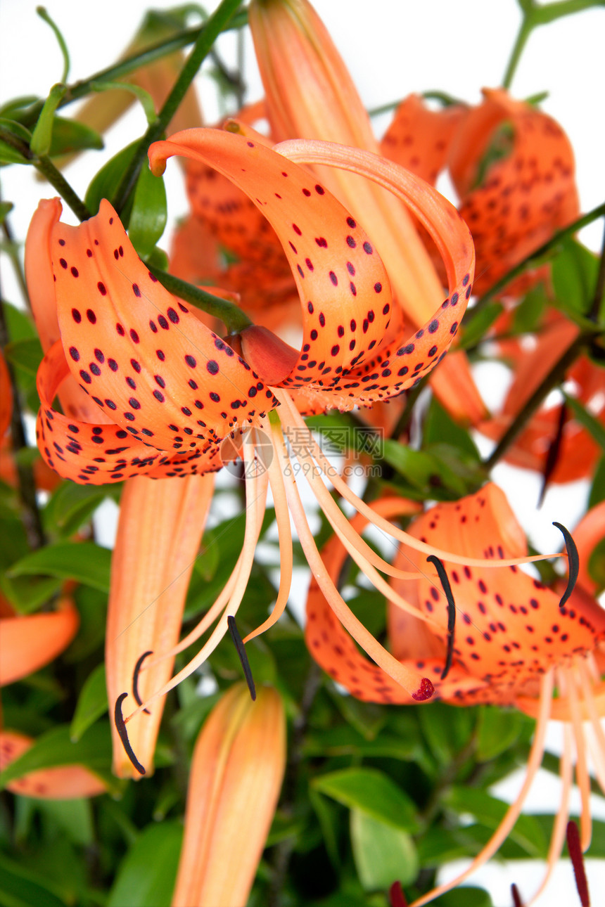 泰虎莉莉日光绿色叶子插图花瓣植物老虎橙子生活植物群图片