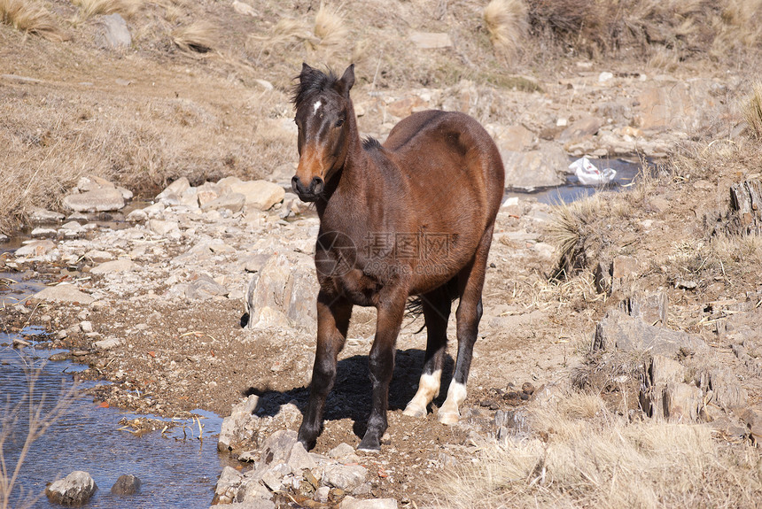 棕色马匹小马草原植被哺乳动物支撑石头场地动物群图片