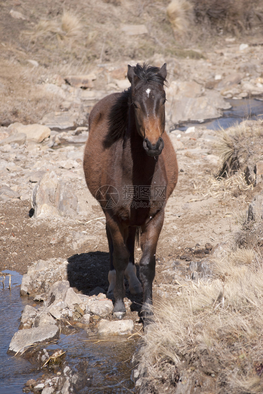 棕色马匹动物群草原小马哺乳动物场地植被石头支撑图片
