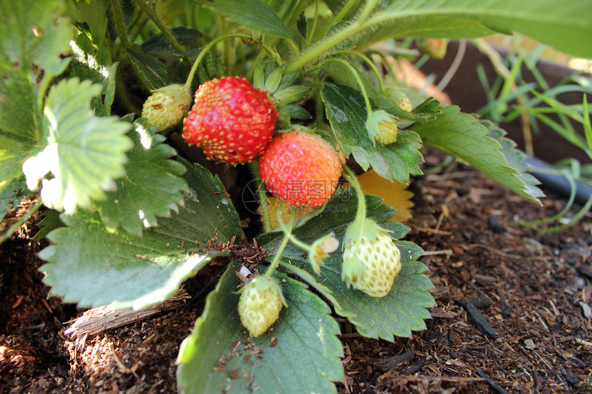 草莓植物食物园艺浆果绿色红色叶子饮食生长花园农业图片