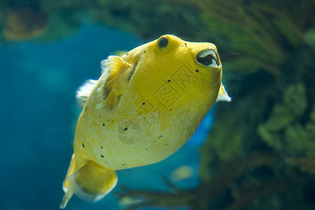 金鳍金鱼牙齿热带鱼水族馆热带海鱼动物黄色背景图片