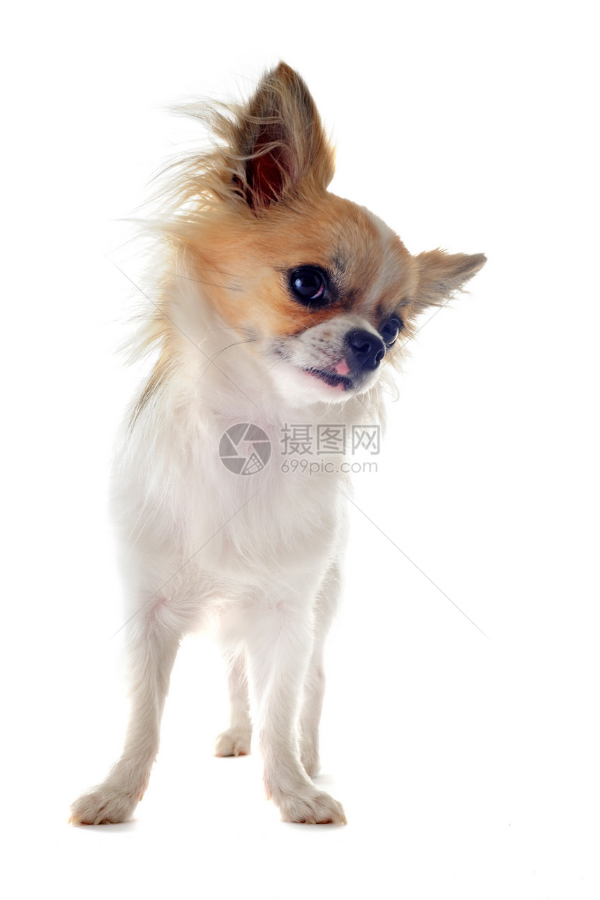 吉瓦华人动物伴侣工作室宠物棕色白色犬类图片