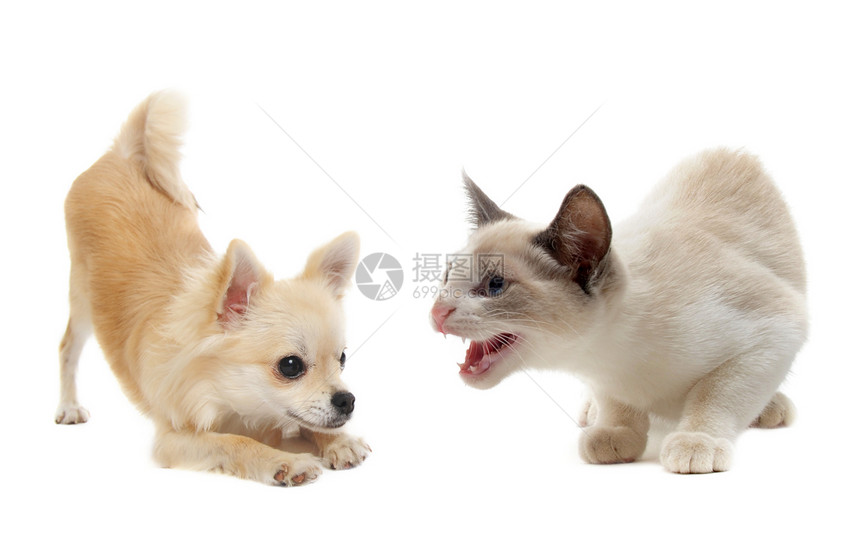 侵略性的猫和小狗吉娃娃图片