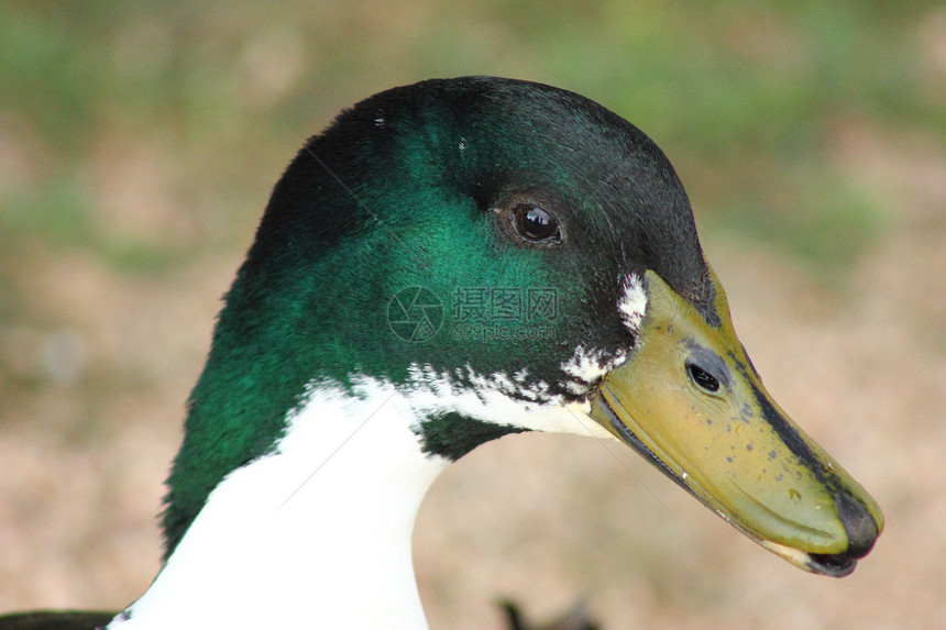 美华鸭棕色绿色游泳池塘羽毛鸟类荒野野生动物动物男性图片