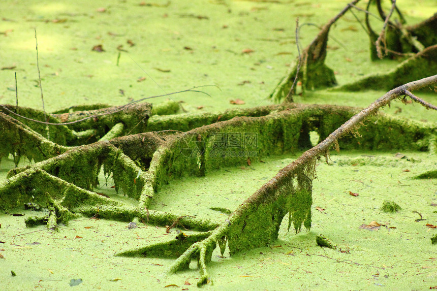 沼滩池塘植被绿色环境荒野苔藓植物群图片