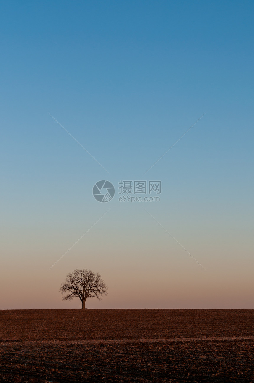 在黄昏的农场田地中单树图片