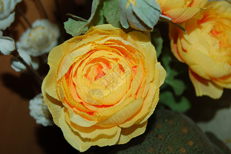 玫瑰植物黄色花朵风格装饰背景图片