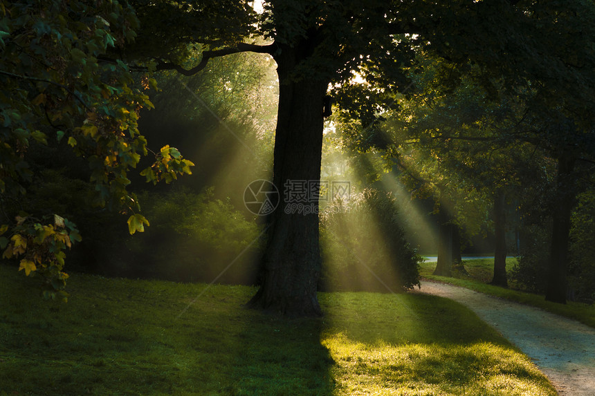 太阳光穿过树上风景光束植物公园天堂精神太阳绿色图片