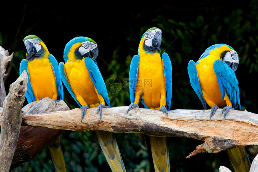 彩色金刚鹦鹉动物群生活绿色黄色羽毛荒野鸟舍翅膀异国热带图片