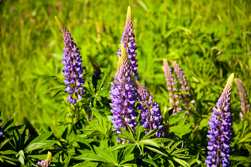 紫花花野花紫色花朵植物学叶子花园植物季节图片