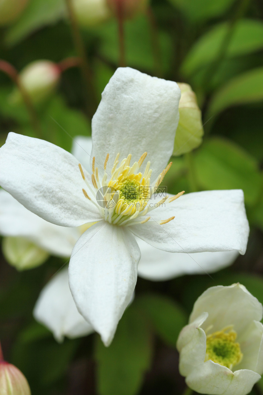 蒙塔纳阿尔巴登山者植物白色花粉花瓣花园图片