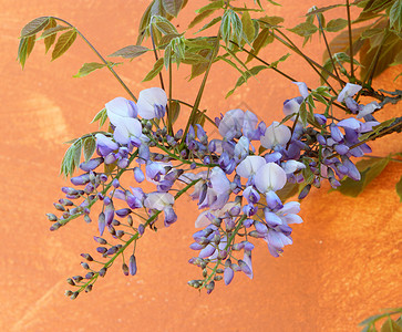 维西度树叶花瓣登山者植物花园背景图片