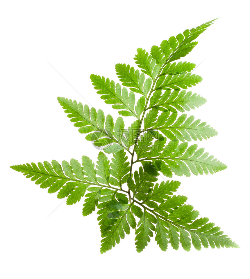 青叶生物学宏观绿色植物植物气候植物学叶子生长白色森林图片