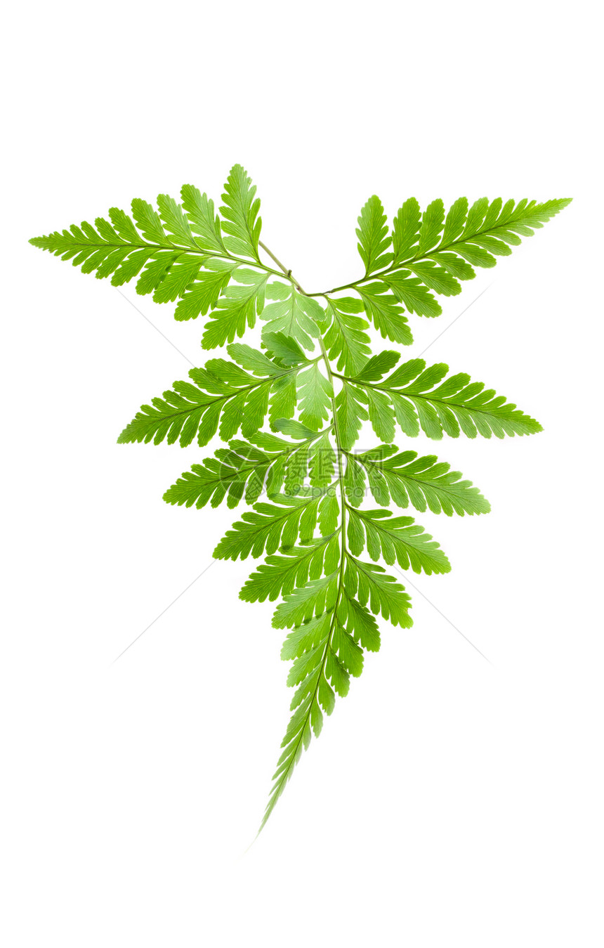 青叶热带白色植物学宏观荒野绿色森林植物群植物叶子图片