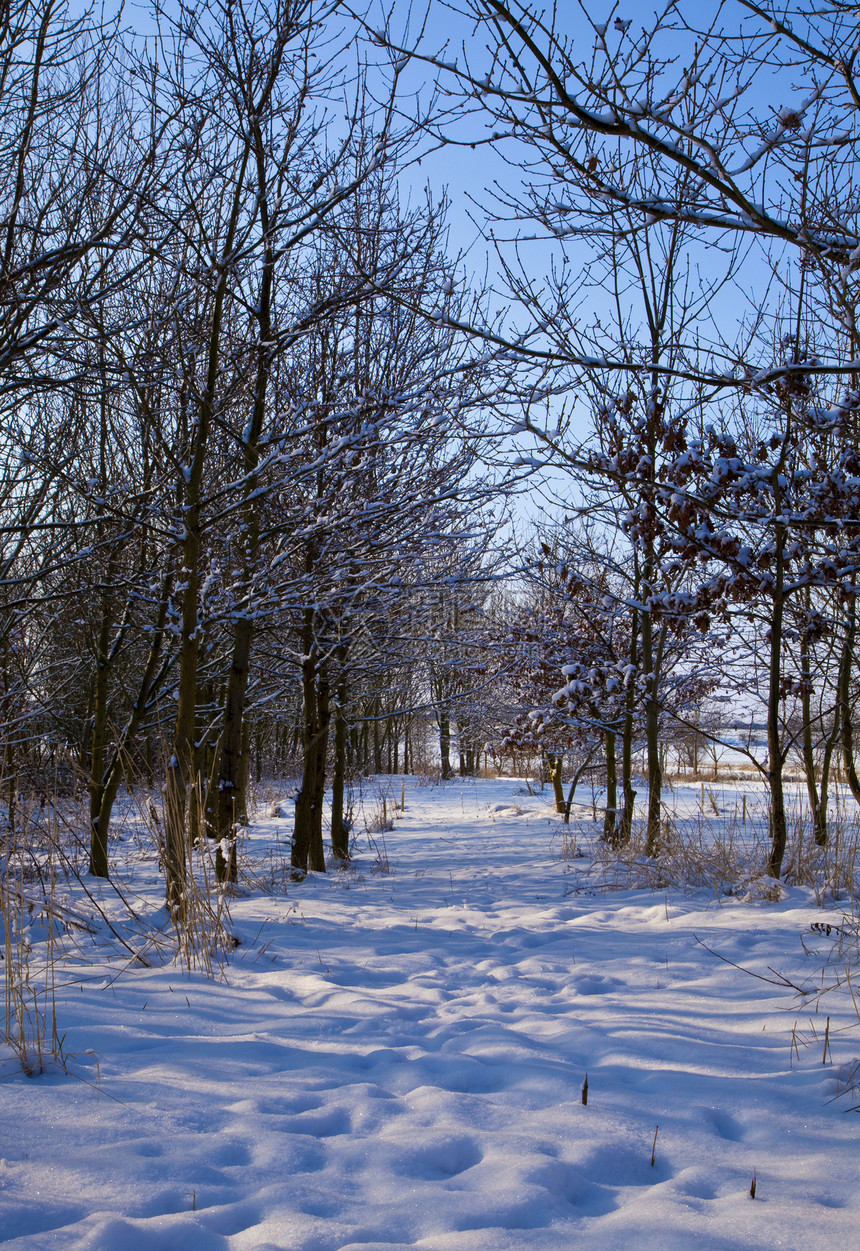 树木和雪雪晴天冷冻蓝色森林踪迹小路气候图片