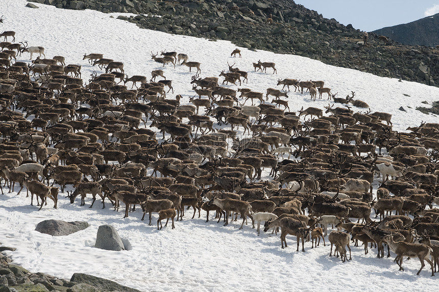 驯鹿畜牧苔原荒野哺乳动物城市雪原团体野生动物动物学石头地形图片