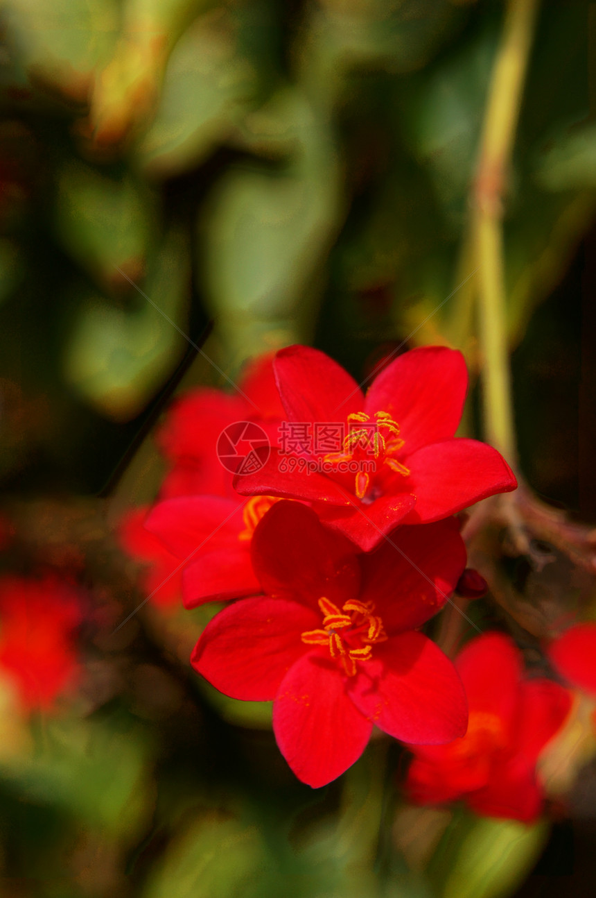 带明红花的茂盛热带树小路木槿雌蕊生长美丽玫瑰花粉生活灌木红色图片
