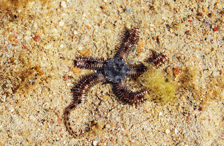 海星海蛇海上生活生物生活动物海洋灰色星星触手盐水图片