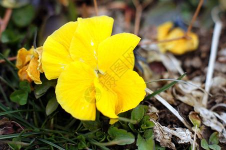 第一春花  三色 viola紫色中提琴黄色花园宏观植物城市公园女士喜悦背景图片