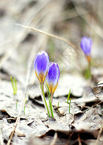 初春花 林木中的蓝花朵植物群宏观紫色植物学植物生长力量地面季节礼物背景图片