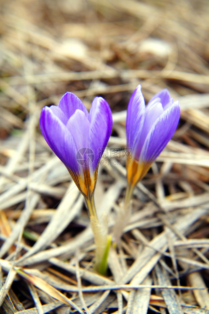 初春花 林木中的蓝花朵生存植物季节红花地面花粉紫色礼物力量植物群图片