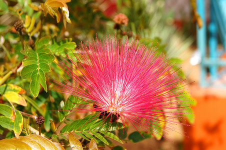 阿尔比齐亚贾利比里辛花序园林合欢树绿化花园植物学粉红色含羞草植物雄蕊背景图片