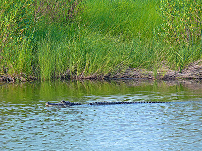 鳄鱼河自然得克萨斯州高清图片