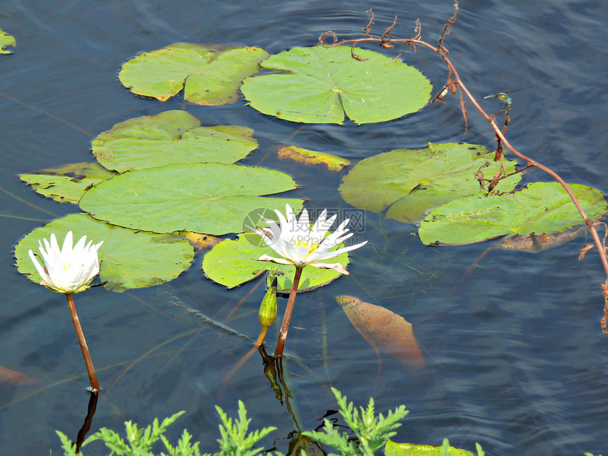 水利栖息地植物学植物绿色池塘水池睡莲荷花水花环境图片
