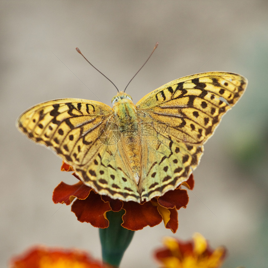 蝴蝶在花朵上昆虫黄色天线野生动物脆弱性动物君主正方形植物绿色图片