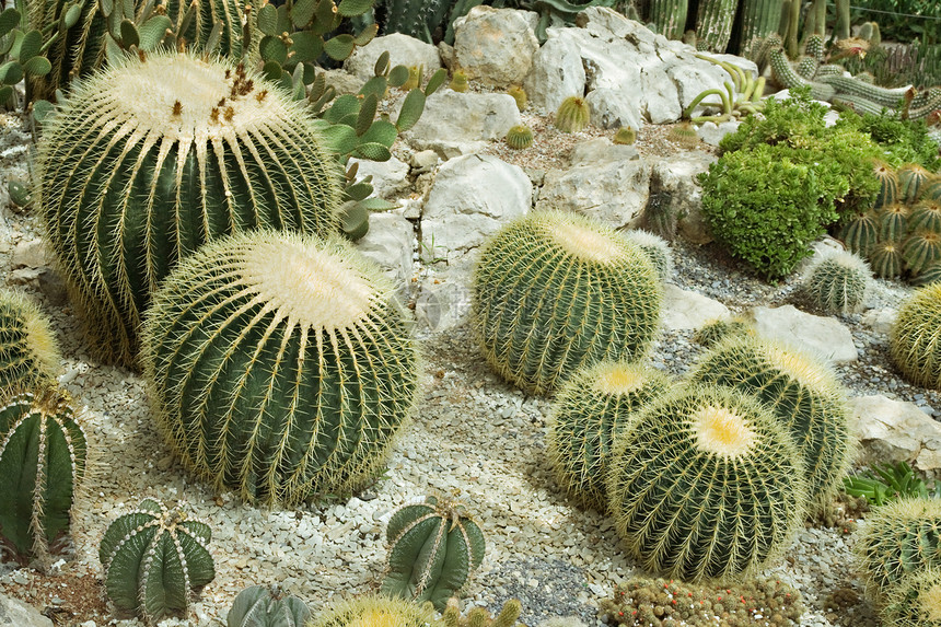 温室仙人掌多刺热带黄色园艺气候尖刺花园植物学水平尺寸图片