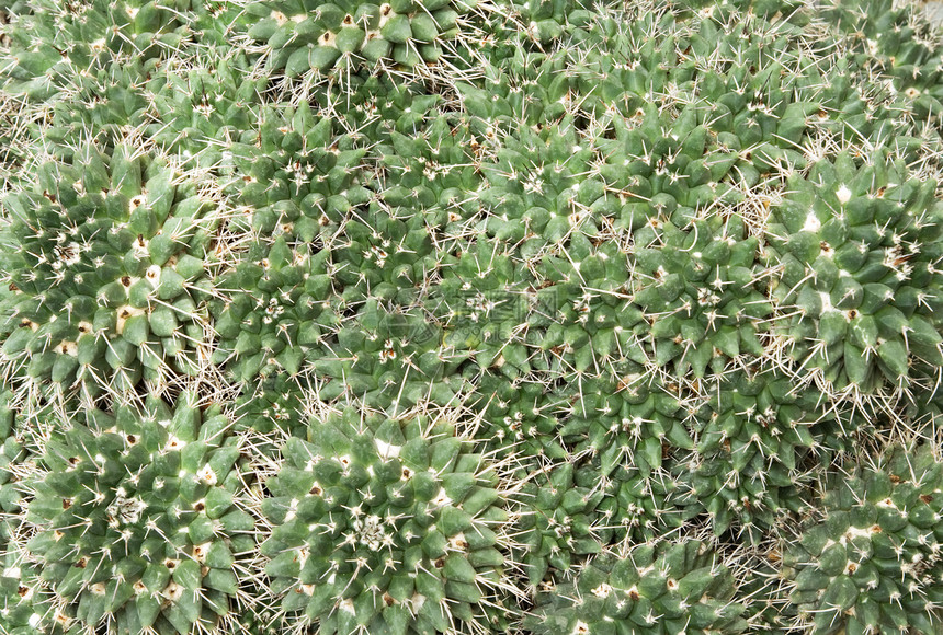 仙地背景植物学绿色植物气候沙漠荆棘圆圈尖刺水平贴纸图片