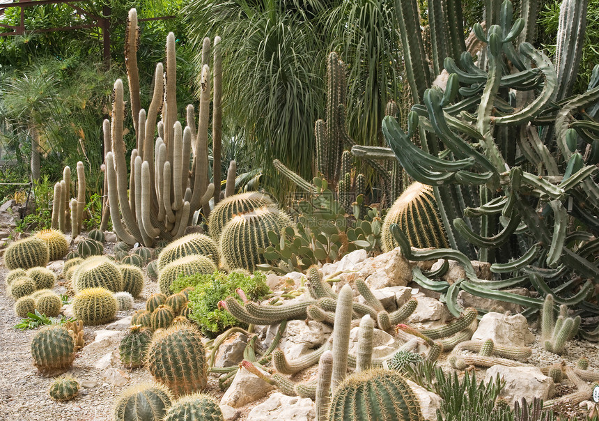 温室仙人掌植物花园热带尺寸圆柱形气候圆柱荆棘干旱阳光图片