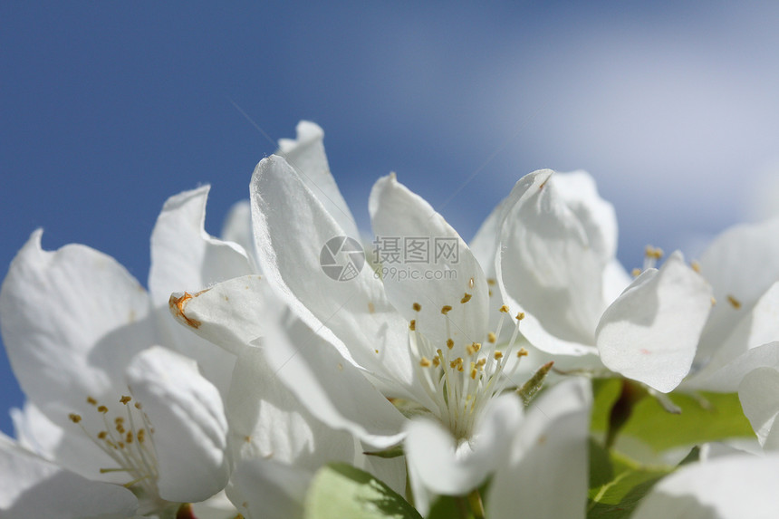 特写苹果闪光公园花园季节水果晴天雌蕊植物学园艺植物群花序图片