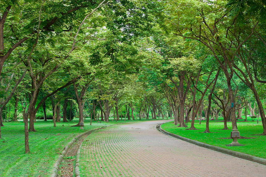 树边的林木季节世界车道森林场景公园橙子人行道远景大街图片