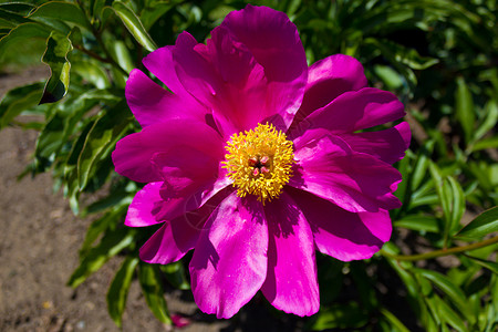 帝国红花红色帝王植物花瓣后院院子花园前院粉色芍药高清图片