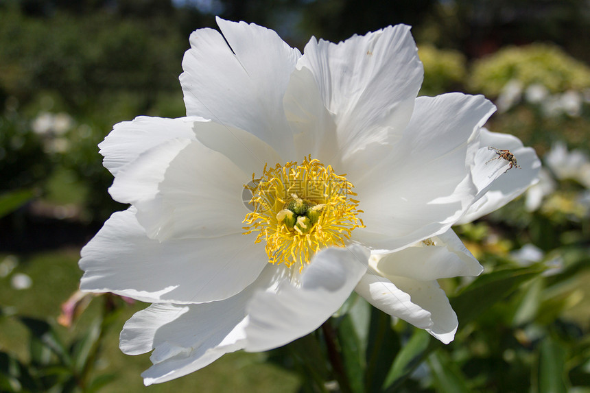 鲜花中的脊柱花前院白色院子枢轴后院花瓣芍药花园植物图片