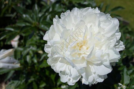 皮松花朵道森真花花园前院芍药植物枢轴水平花瓣院子后院白色背景图片
