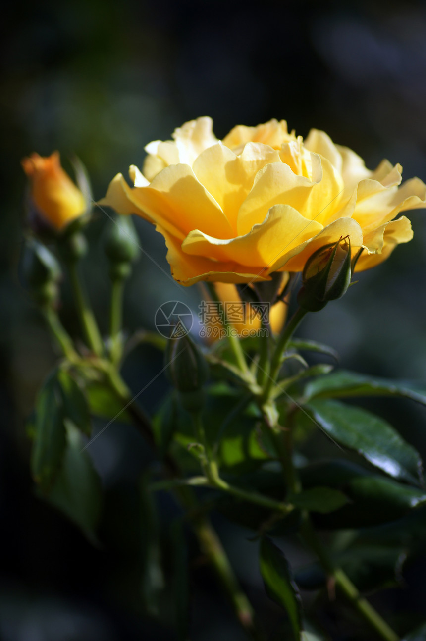 紧贴黄玫瑰花和芽图片