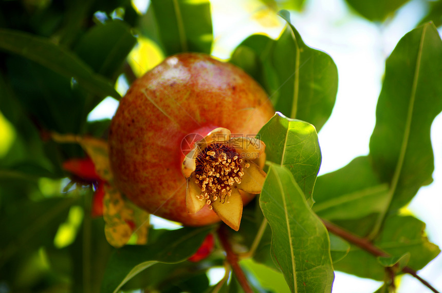 在树枝上缝合新鲜的石榴水果季节营养种子杂货店叶子脱脂甜点药品营养素果皮图片