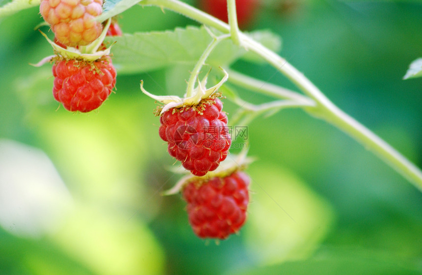 树莓草莓水果饮食红色甜点活力果味叶子绿色养分白色图片