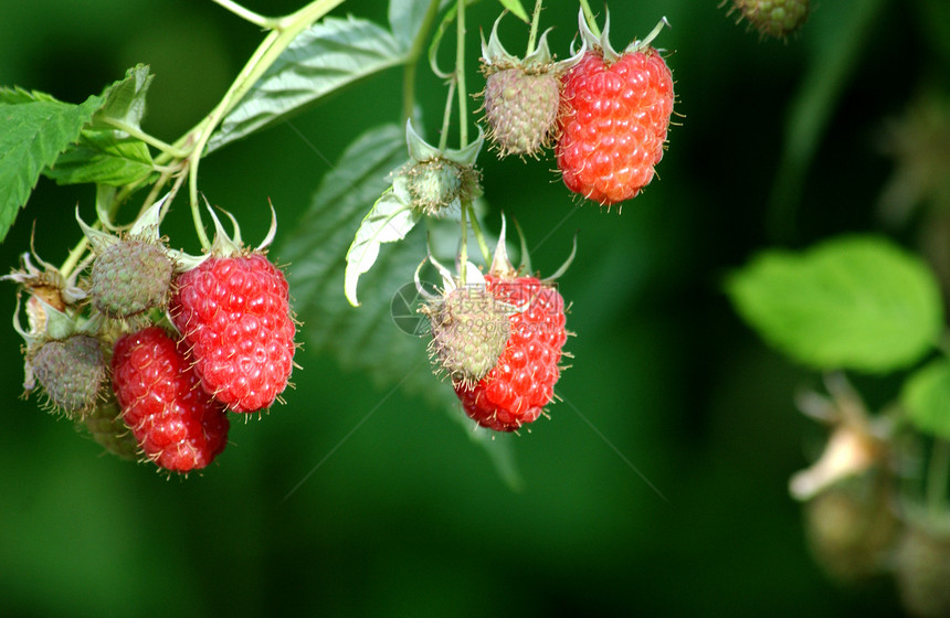 树莓草莓白色叶子花园饮食活力红色覆盆子果味宏观食物图片