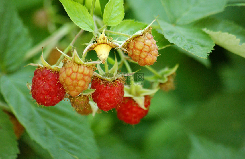 树莓草莓白色甜点果味宏观养分活力食物覆盆子饮食水果图片