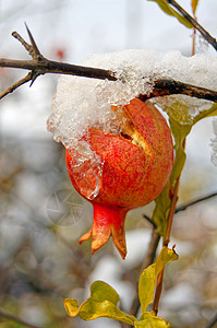 石榴采搞在花园下雪下的树枝上采出多彩的石榴水果果园叶子果汁异国热带情调饮食食物植物气候背景
