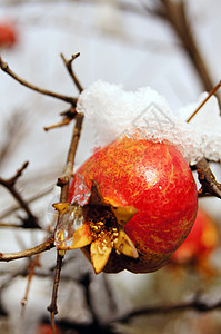 石榴采搞在花园下雪下的树枝上采出多彩的石榴水果果园叶子果汁情调热带食物萼片植物异国植物群背景