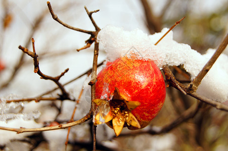 石榴采搞在花园下雪下的树枝上采出多彩的石榴水果植物饮食萼片气候果汁叶子果园异国热带食物背景
