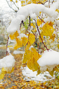 树上覆盖着雪自然公园高清图片