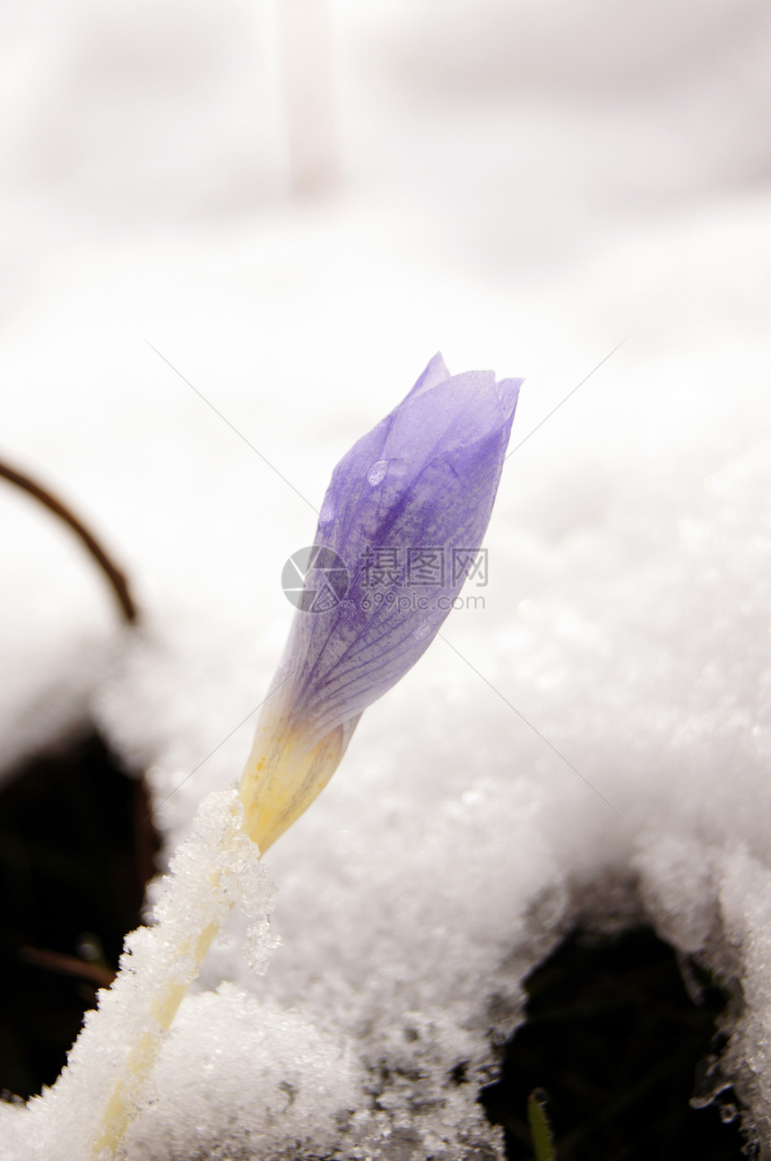 第一场雪下的蓝花花朵花粉红花植物群荒野藏红花香味气候叶子草地花园图片