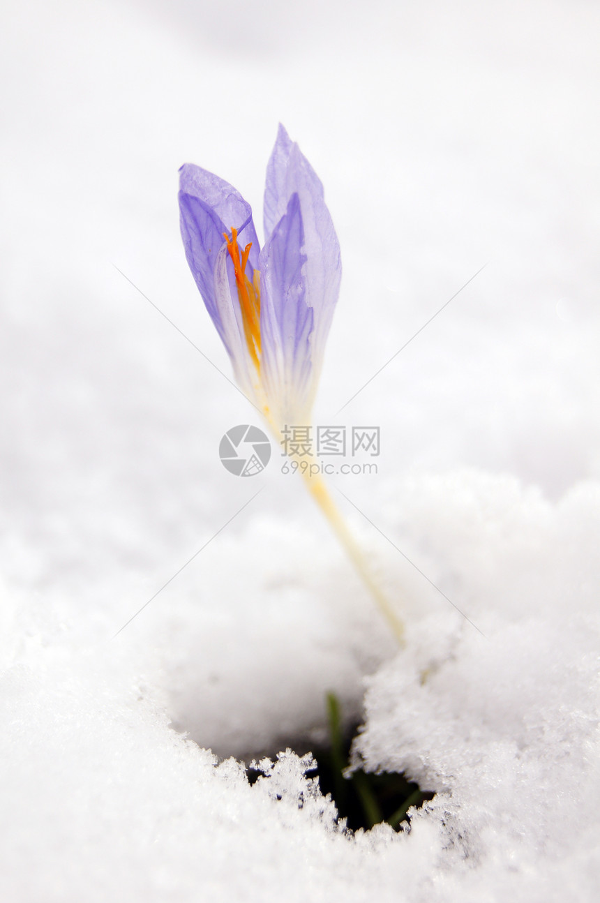 第一场雪下的蓝花花朵草地藏红花紫色花粉森林叶子气候亮度植物群花园图片