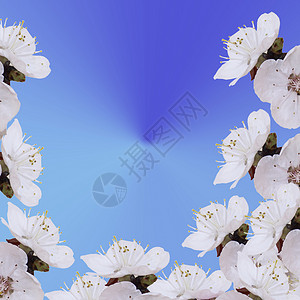 原始蓝色背景的花朵和杏子背景图片